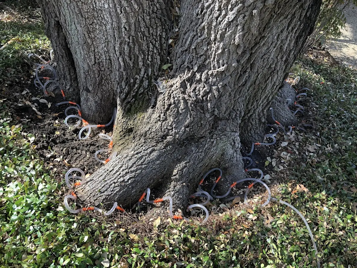 Detailed Tree Cabling and Bracing job site in Luthersburg