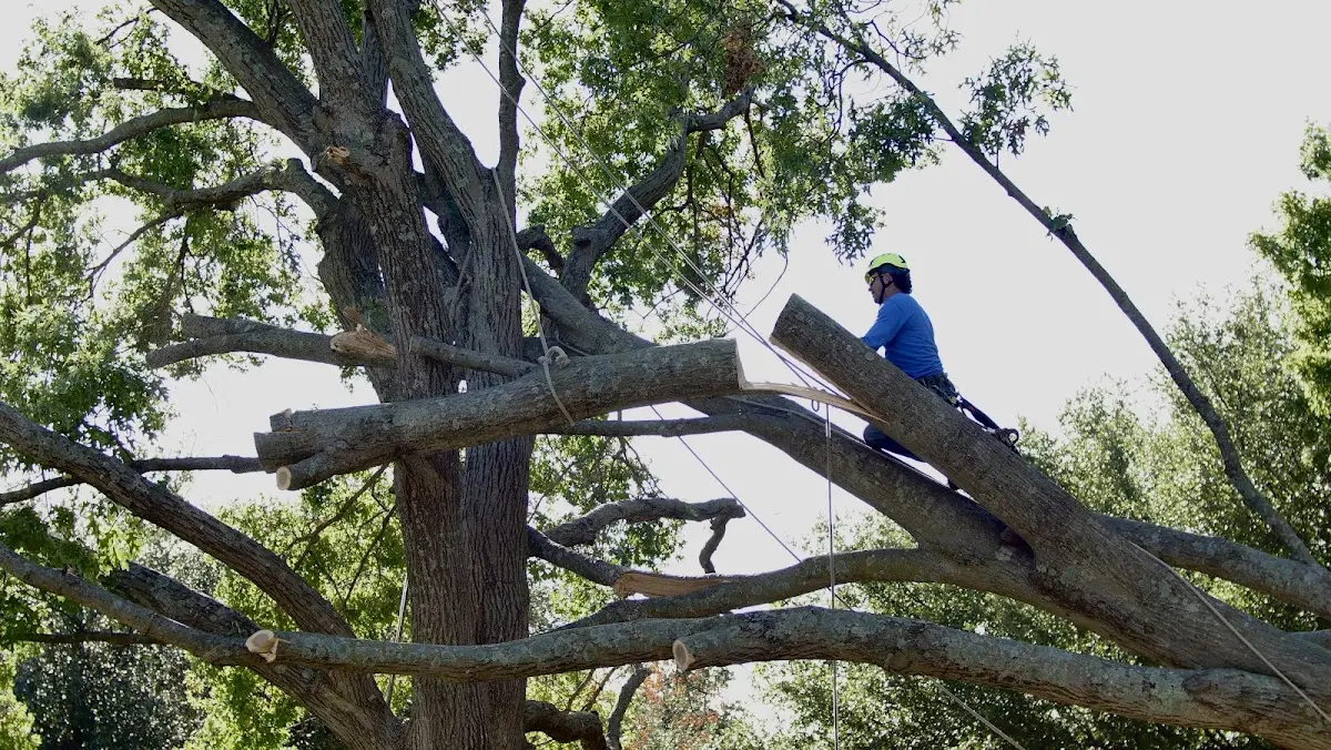 Professional Hazardous Tree Removal performed by certified arborists in Luthersburg
