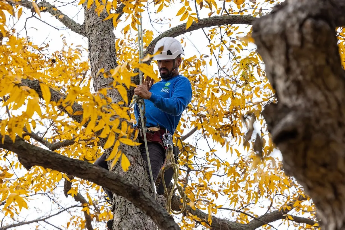 Skilled Storm Damage Cleanup crew working in Luthersburg